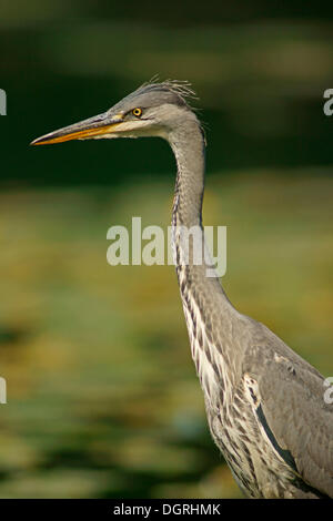 Héron cendré (Ardea cinerea), Göttingen, Göttingen, Basse-Saxe, Allemagne Banque D'Images