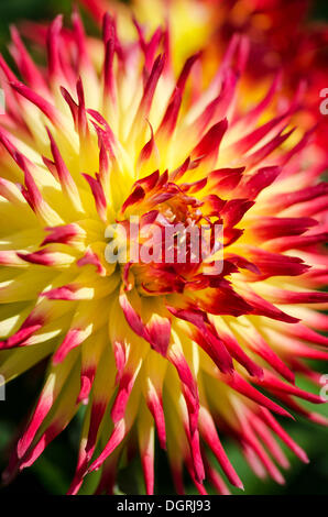 Le dahlia (Dahlia), Jessica variété Banque D'Images