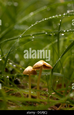 Une photo de deux petits champignons croissant entre une partie de l'herbe haute Banque D'Images