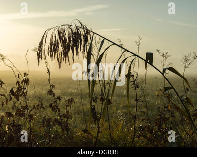 L'herbe rétroéclairé le matin, Lindenau, Augsbourg, Bavière, Souabe Banque D'Images