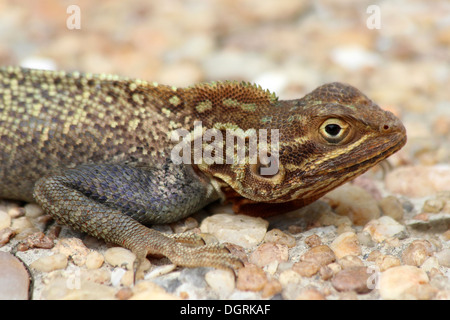 Rock à tête rouge femelle Agama agama Agama- Banque D'Images