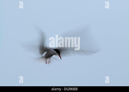 La sterne pierregarin (Sterna hirundo), vol stationnaire dans la lumière du soir, Minsener Oog, îles de la Frise orientale, de Basse-saxe mer des Wadden Banque D'Images