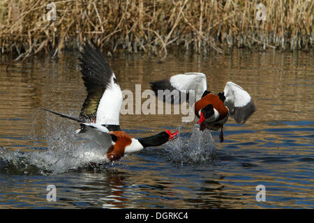 Tadorna tadorna Shelducks (commune), les hommes, ayant une lutte territoriale, la saison d'accouplement, Minsener Oog island, îles de la Frise Orientale Banque D'Images