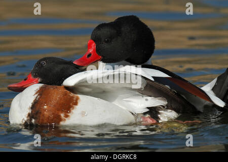 Tadorna tadorna Shelducks (commune), Ostriesische 151, Frise, Basse-Saxe, Allemagne Banque D'Images