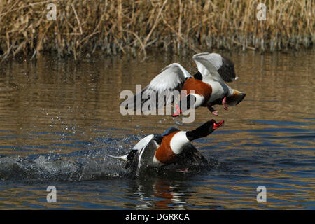 Tadorna tadorna Shelducks (commune), Ostriesische 151, Frise, Basse-Saxe, Allemagne Banque D'Images