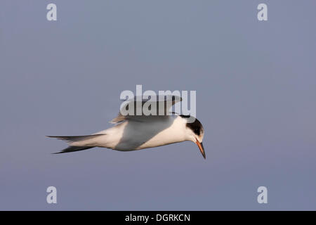 La sterne pierregarin (Sterna hirundo), juvénile, en vol, îles de la Frise orientale, Frise orientale, Basse-Saxe, Allemagne Banque D'Images