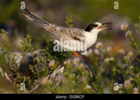 La sterne pierregarin (Sterna hirundo), juvénile, dans un biotope, îles de la Frise orientale, Frise orientale, Basse-Saxe, Allemagne Banque D'Images