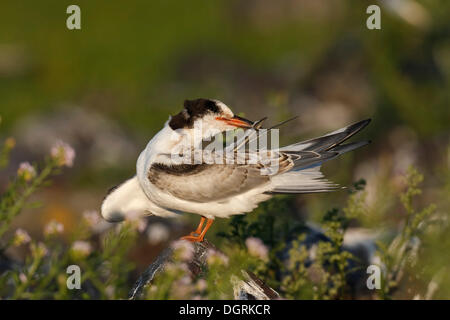 La sterne pierregarin (Sterna hirundo), juvénile, dans un biotope, îles de la Frise orientale, Frise orientale, Basse-Saxe, Allemagne Banque D'Images