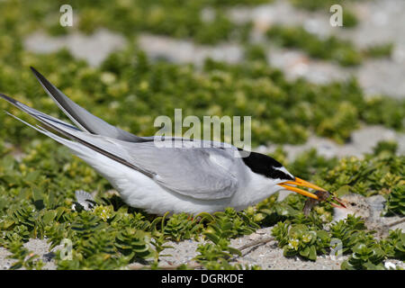 Sterne naine (Sterna albifrons), nourrir les oiseaux adultes chick, îles de la Frise orientale, Frise orientale, Basse-Saxe, Allemagne Banque D'Images
