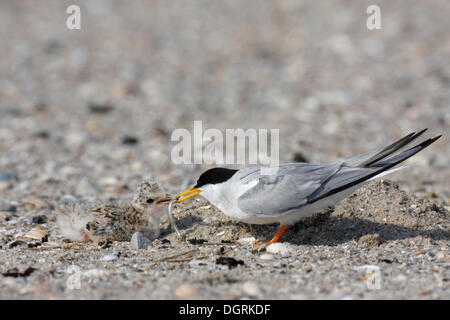 Sterne naine (Sterna albifrons), nourrir les oiseaux adultes poussins, îles de la Frise orientale, Frise orientale, Basse-Saxe, Allemagne Banque D'Images