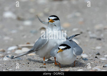 Sterne naine (Sterna albifrons), de la cour, homme présentant le poisson comme un cadeau de noce, îles de la Frise orientale, Frise Orientale Banque D'Images