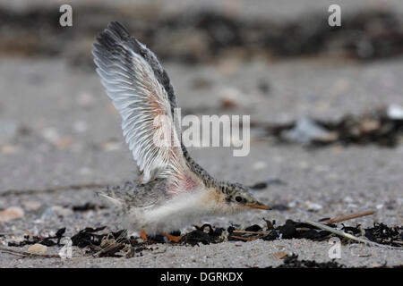 Sterne naine (Sterna albifrons), battement d'ailes de poulet, les îles de la Frise orientale, Frise orientale, Basse-Saxe, Allemagne Banque D'Images