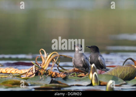 Paire de guifette noire (Chlidonias niger) pendant la pariade dans un biotope sur la rivière Trebel, Demmin, Mecklembourg-Poméranie-Occidentale Banque D'Images