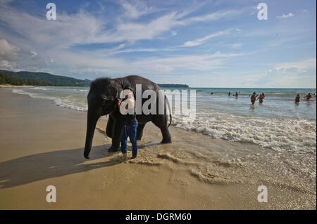 Les éléphant d'Asie (Elephas maximus) sur une plage comme une attraction touristique, Phuket, Thaïlande, Asie, PublicGround Banque D'Images