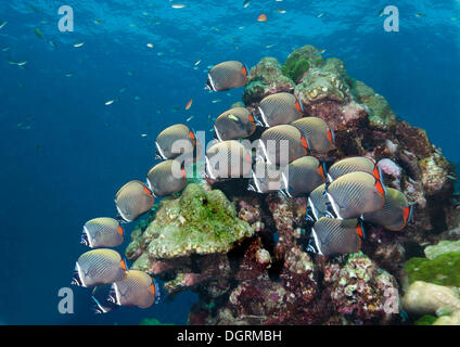 Redtail médiocre (Chaetodon collare), Golfe de Thaïlande, Thaïlande, Asie Banque D'Images