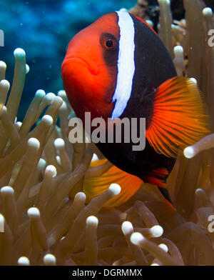 Clownfish Amphiprion frenatus (tomate), Philippines, Asie, Balnek Banque D'Images