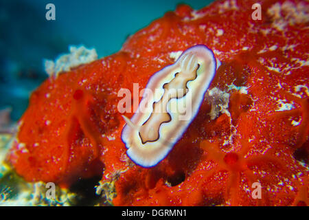 Limace de mer colorés, Dorid Nudibranch, oiseaux (Chromodoris coi), Balnek, Busuanga, Philippines, Asie Banque D'Images