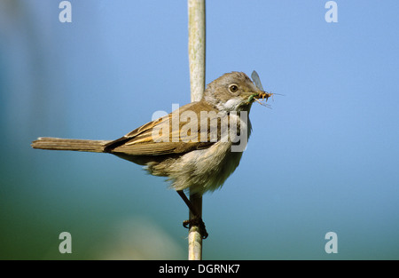 Fauvette grisette, l'alimentation, Dorngrasmücke, mit Futter im Schnabel, Dorn-Grasmücke Grasmücke Sylvia communis,,, Fauvette grisette Banque D'Images