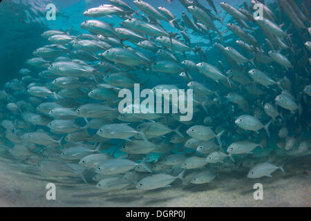 Le comportement d'essaimage typique d'une école de caranges (Caranx sexfasciatus) dans une lagune, Philippines Banque D'Images