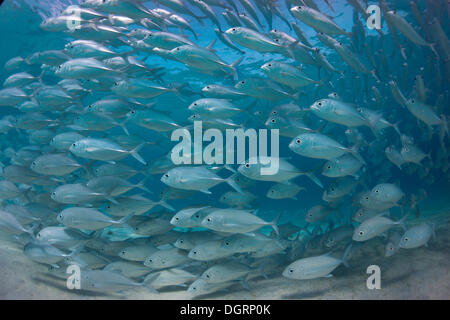 Le comportement d'essaimage typique d'une école de caranges (Caranx sexfasciatus) dans une lagune, Philippines Banque D'Images