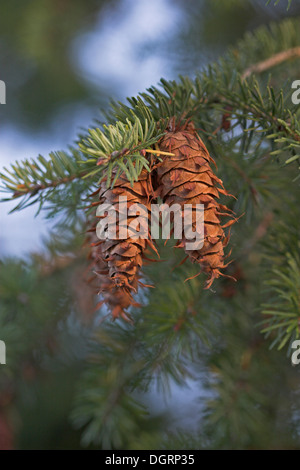 Sapin de Douglas, Douglasfichte, Douglas-Fichte, douglasie, Zapfen, Pseudotsuga menziesii Banque D'Images