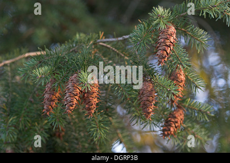 Sapin de Douglas, Douglasfichte, Douglas-Fichte, douglasie, Zapfen, Pseudotsuga menziesii Banque D'Images