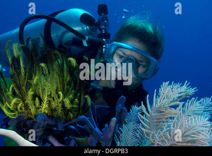 Plongée sous-marine l'observation d'une variable buissonnante Feather Star (Comanthina schlegeli), l'Australie Banque D'Images