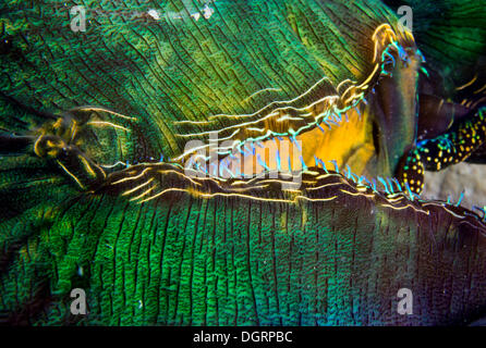 Clam Maxima ou Bénitier (Tridacna maxima), détail du siphon, Queensland, Queensland, Australie Banque D'Images