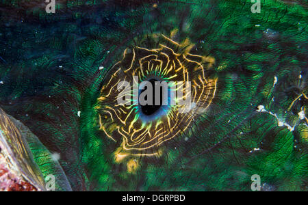 Clam Maxima ou Bénitier (Tridacna maxima), détail du siphon, Queensland, Queensland, Australie Banque D'Images