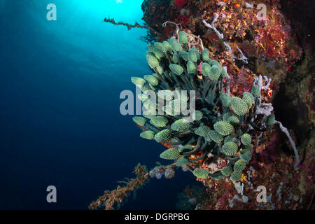 Lollipop Lollipop plissée, bleu ou Corail Coral Palm (Nephtheis fascicularis) dans une barrière de corail, Australie Banque D'Images