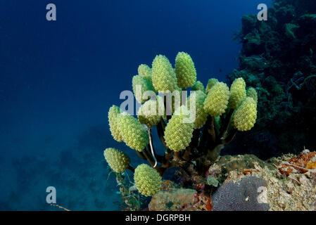 Lollipop Lollipop plissée, bleu ou Corail Coral Palm (Nephtheis fascicularis) dans une barrière de corail, Australie Banque D'Images