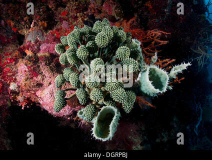 Lollipop Lollipop plissée, bleu ou Corail Coral Palm (Nephtheis fascicularis) dans une barrière de corail, Australie Banque D'Images