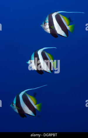 Heniochus diphreutes Bannerfish (scolarisation), Grande Barrière de Corail, Queensland, Australie Banque D'Images