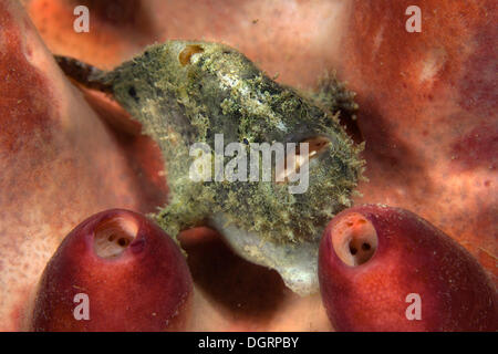 Poisson Grenouille géant (Antennarius commersonii), Padre Burgos, le sud de Leyte, Philippines Banque D'Images