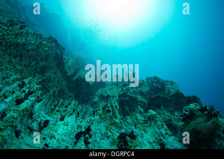 Le lac Barracuda, underwater, Bancuan, Naturschutzgebiet Coron, îles CALAMIAN, Palawan, Philippines, Mimaropa Banque D'Images