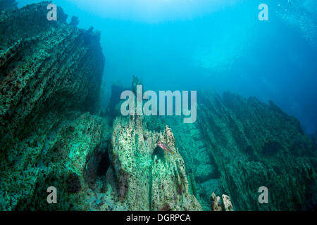 Le lac Barracuda, underwater, Bancuan, Naturschutzgebiet Coron, îles CALAMIAN, Palawan, Philippines, Mimaropa Banque D'Images