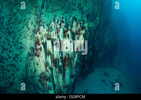 Le lac Barracuda, underwater, Bancuan, Naturschutzgebiet Coron, îles CALAMIAN, Palawan, Philippines, Mimaropa Banque D'Images