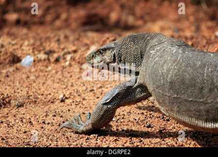 Close-up of a Land Moniteur (Varanus Bengalensis) Marche, parc national de Yala, au Sri Lanka Banque D'Images