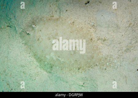 (Bothus pantherinus Leopard jaune) sur le fond marin, bei, Balnek Mimaropa, Philippines Banque D'Images