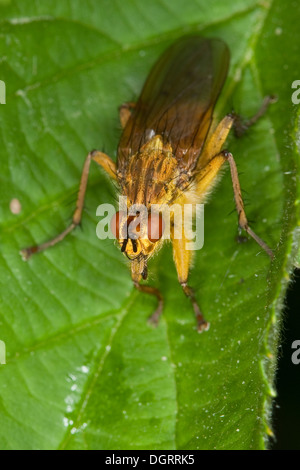 Dungfly jaune, jaune dung fly, Gelbe Dungfliege Mistfliege,,, Scatophaga stercoraria Scathophaga stercoraria Banque D'Images