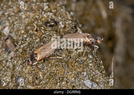 La bouse de moindre volée, petite dung fly, fly, cadavre moindre sur l'Dungfliege Kotfliege, excréments, Pferdeapfel Copromyza, auf, sp. Banque D'Images