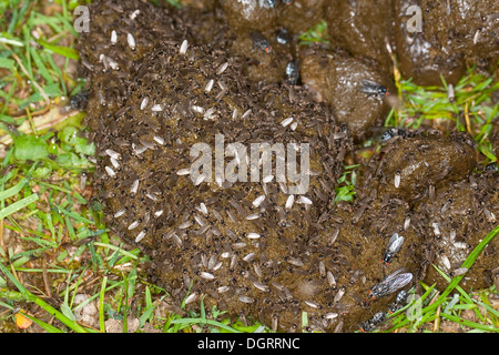 La bouse de moindre volée, petite dung fly, fly, cadavre moindre sur l'Dungfliege Kotfliege, excréments, Pferdeapfel Copromyza, auf, sp. Banque D'Images