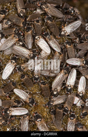 La bouse de moindre volée, petite dung fly, fly, cadavre moindre sur l'Dungfliege Kotfliege, excréments, Pferdeapfel Copromyza, auf, sp. Banque D'Images