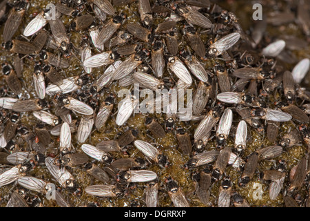 La bouse de moindre volée, petite dung fly, fly, cadavre moindre sur l'Dungfliege Kotfliege, excréments, Pferdeapfel Copromyza, auf, sp. Banque D'Images