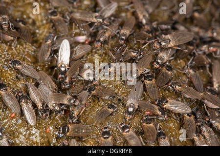 La bouse de moindre volée, petite dung fly, fly, cadavre moindre sur l'Dungfliege Kotfliege, excréments, Pferdeapfel Copromyza, auf, sp. Banque D'Images