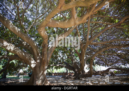 Grand vieux Ficus arbre dans les jardins publics de Cagliari en Sardaigne Banque D'Images