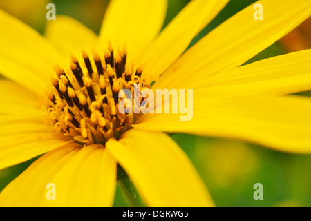 Le topinambour tournesol dans jardin Banque D'Images