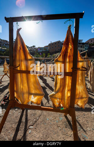 Stockfish accroché dans le soleil pour sécher, Porto de Câmara de Lobos, Câmara de Lobos, Madeira, Portugal Banque D'Images