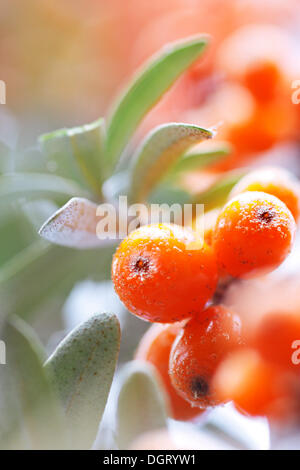 Les mûres argousier (Hippophae rhamnoides) petits fruits sur un arbuste, Toscane, Italie, Europe Banque D'Images