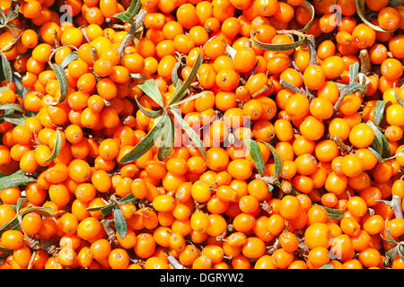 Commune fraîchement cueillis argousier (Hippophae rhamnoides) petits fruits, Toscane, Italie, Europe Banque D'Images